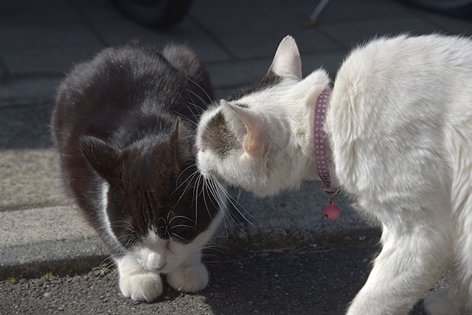 街のねこたち
