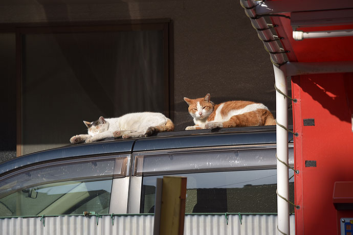 街のねこたち