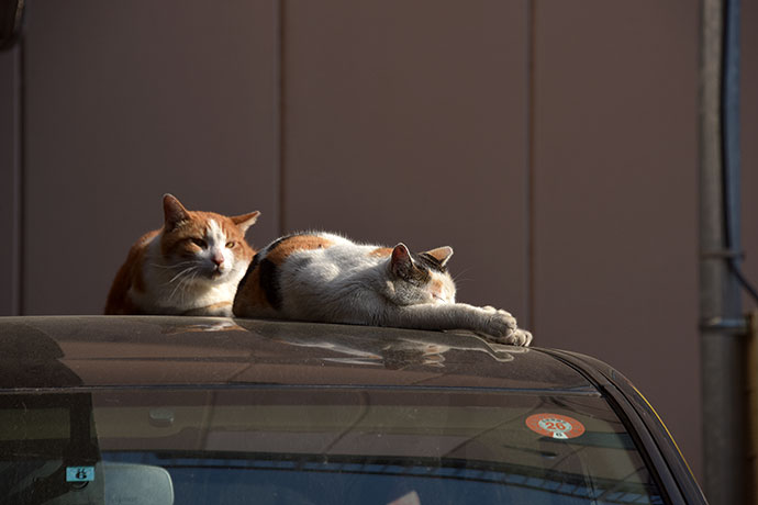 街のねこたち