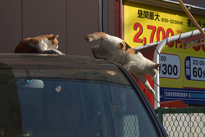 街のねこたち