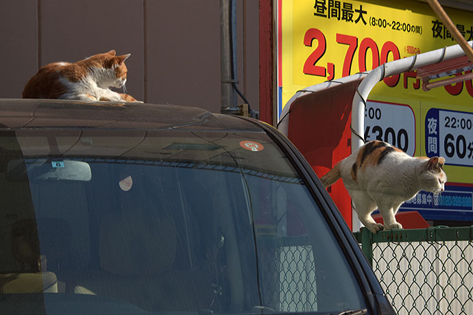街のねこたち