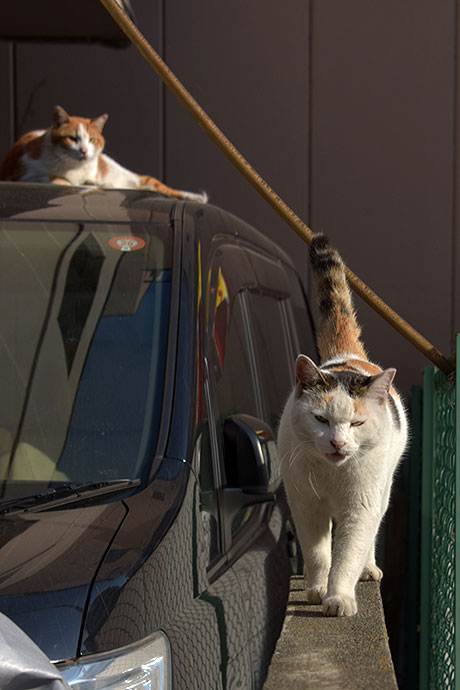 街のねこたち