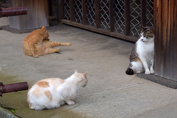 街のねこたち