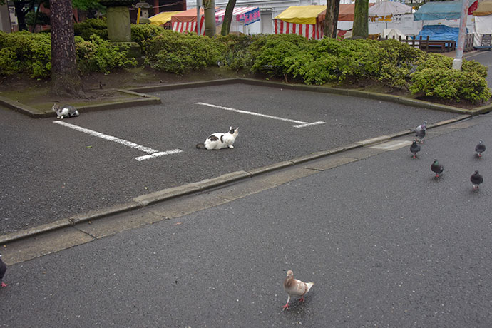 街のねこたち