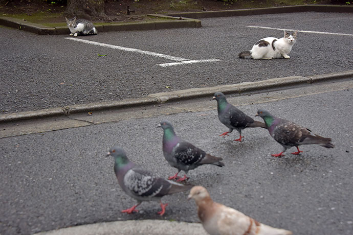 街のねこたち