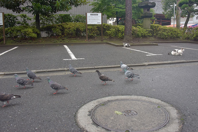 街のねこたち