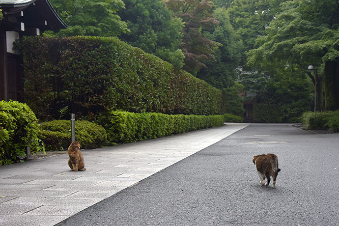 街のねこたち