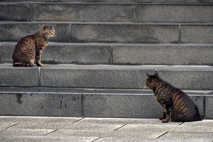 街のねこたち