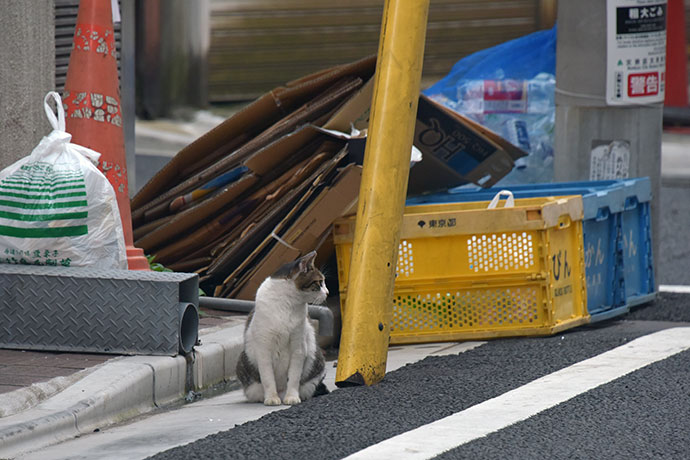 街のねこたち
