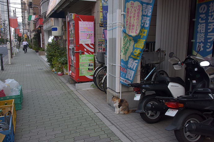 街のねこたち