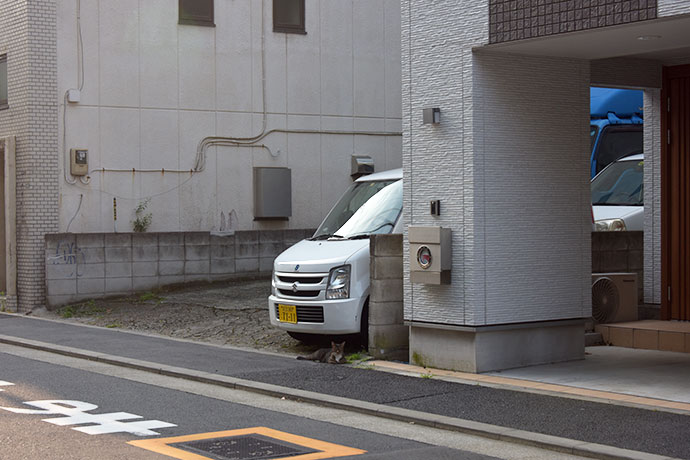 街のねこたち