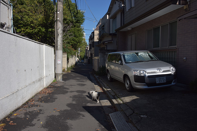 街のねこたち