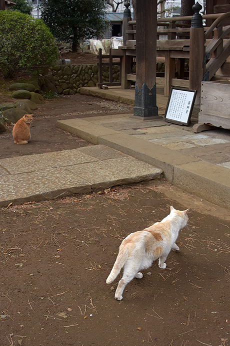 街のねこたち