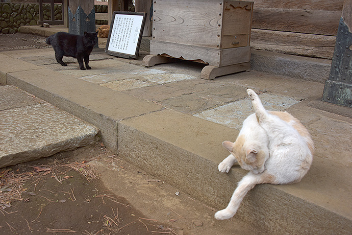 街のねこたち