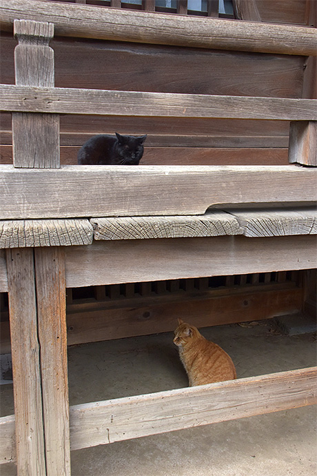 街のねこたち