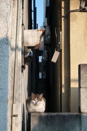 街のねこたち
