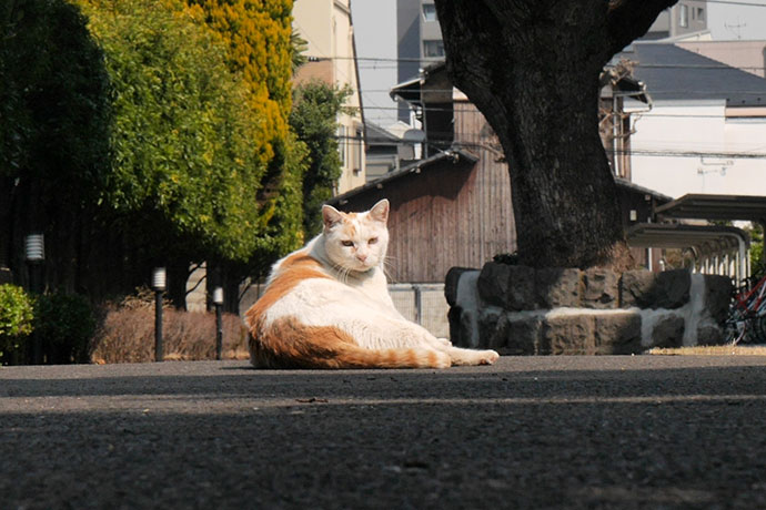 街のねこたち