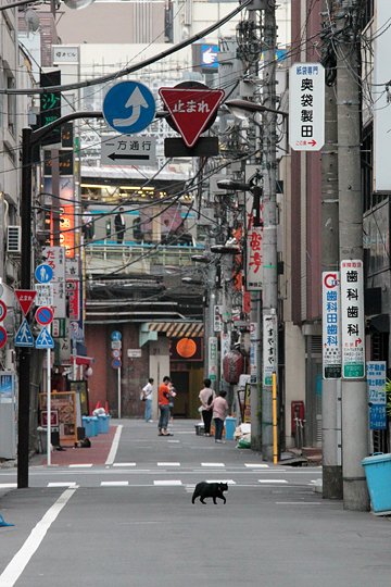 街のねこたち