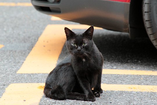 街のねこたち