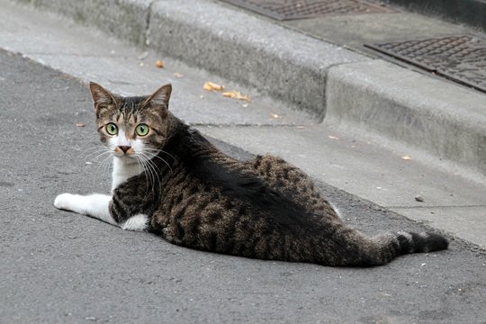 街のねこたち