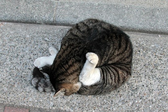街のねこたち