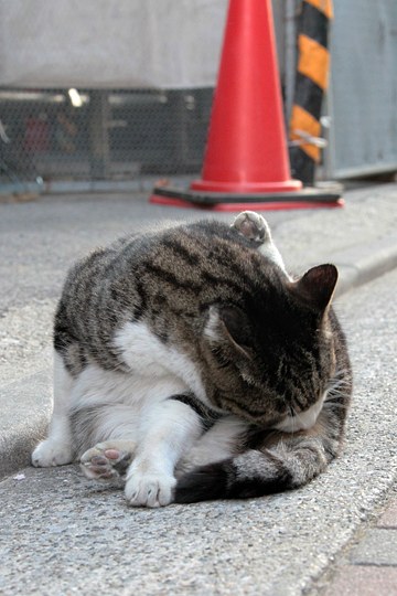 街のねこたち
