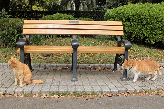 街のねこたち