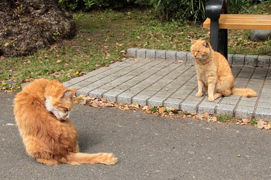 街のねこたち