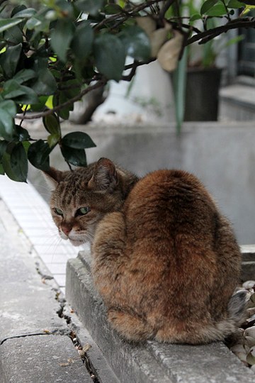 街のねこたち