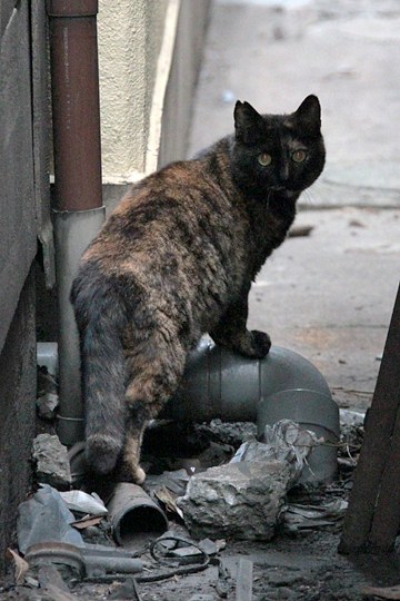 街のねこたち