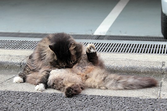 街のねこたち