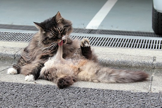 街のねこたち