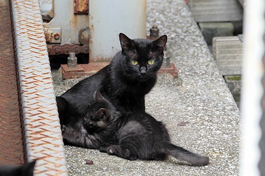 街のねこたち