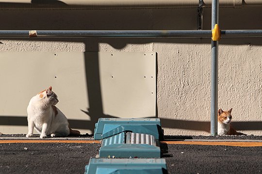 街のねこたち
