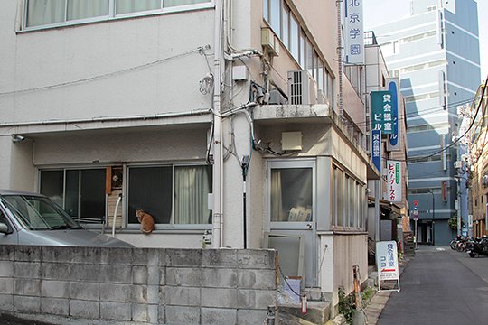 街のねこたち
