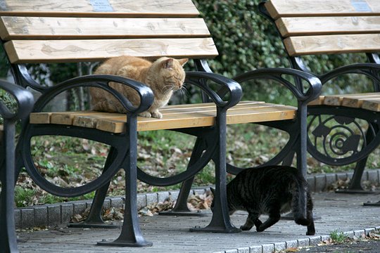 街のねこたち