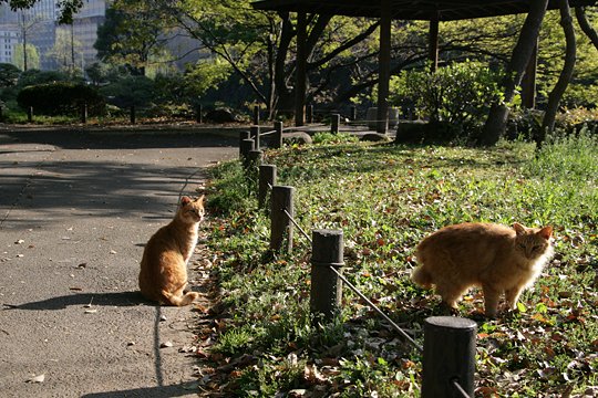 街のねこたち