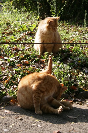 街のねこたち