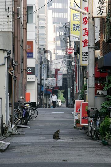 街のねこたち