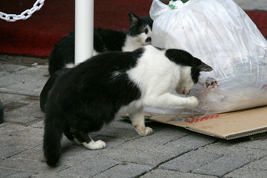 街のねこたち