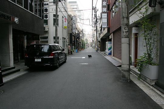 街のねこたち