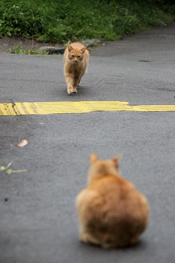 街のねこたち