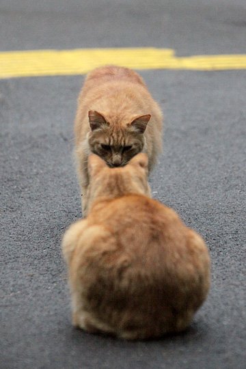 街のねこたち