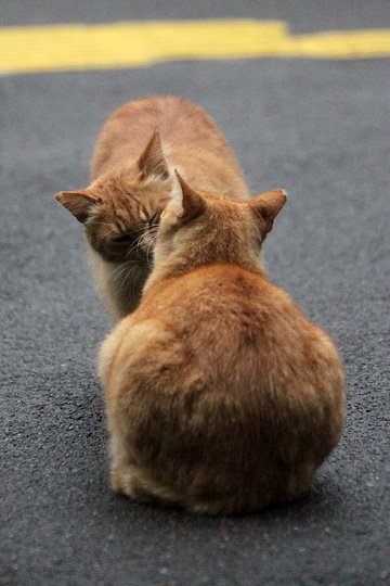 街のねこたち
