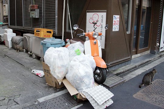 街のねこたち