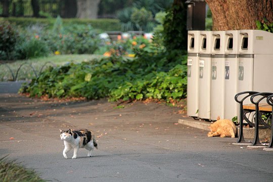 街のねこたち