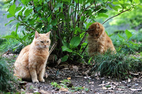 街のねこたち