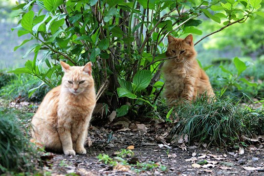 街のねこたち