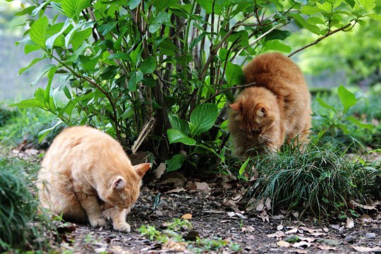 街のねこたち