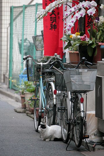 街のねこたち